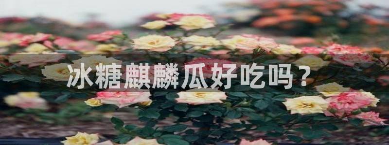 吃瓜吃到自己的死讯:冰糖麒麟瓜好吃吗?
