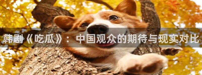 www.黑料.com:韩剧《吃瓜》:中国观众的期待与现实对比