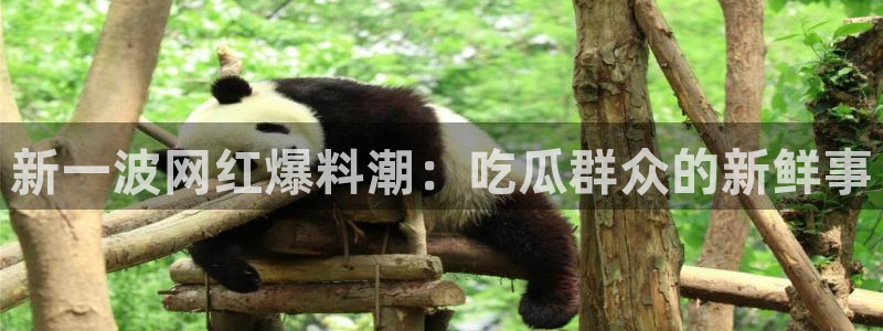 吃瓜不打烊–吃瓜,不打烊:新一波网红爆料潮:吃瓜群众的新鲜事